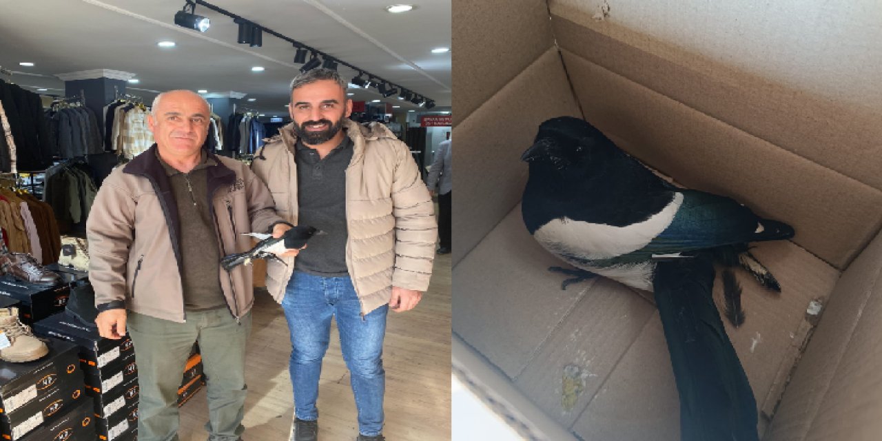 Şırnak'ta yaralı halde bulunan Avrupa Saksağanı tedavi altına alındı
