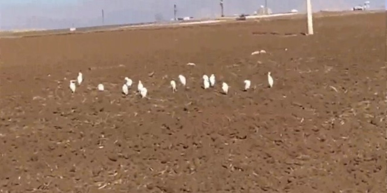 Güneydoğu'ya akbalıkçıl kuşların göçü erken başladı