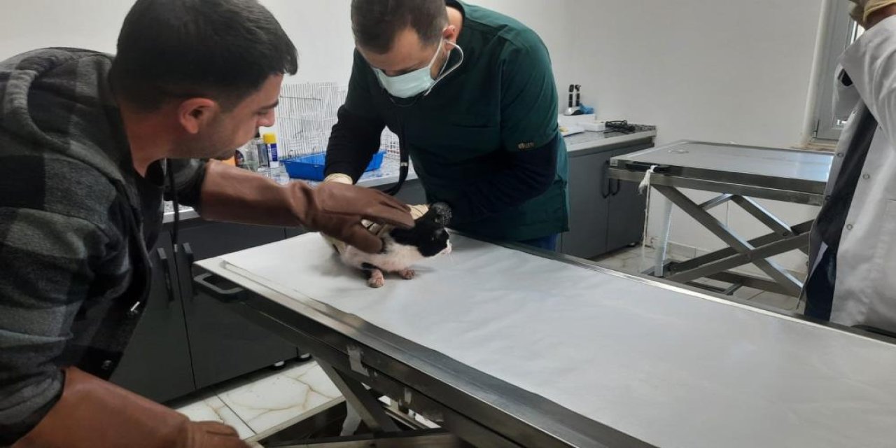 Batman'da kediye kilitli parke taşıyla vurduğu anları sosyal medyada paylaştı