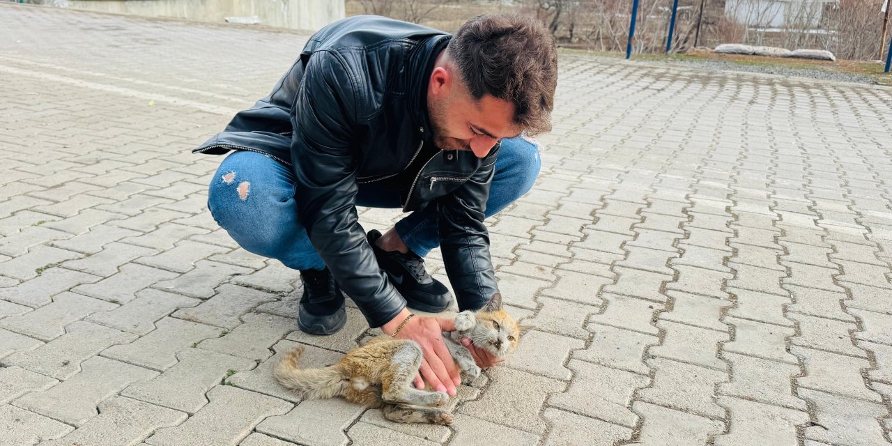 Beytüşşebap 'ta can çekişen kedi kalp masajıyla hayata tutundu