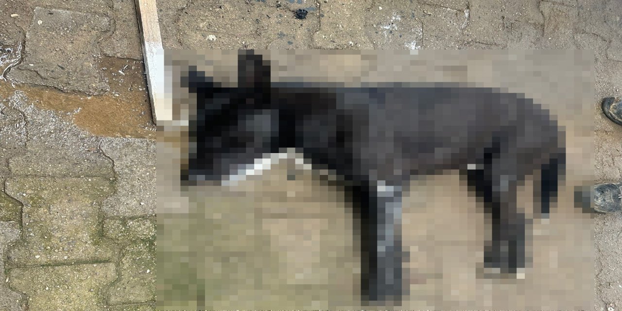 Kedi ve köpekler telef oldu