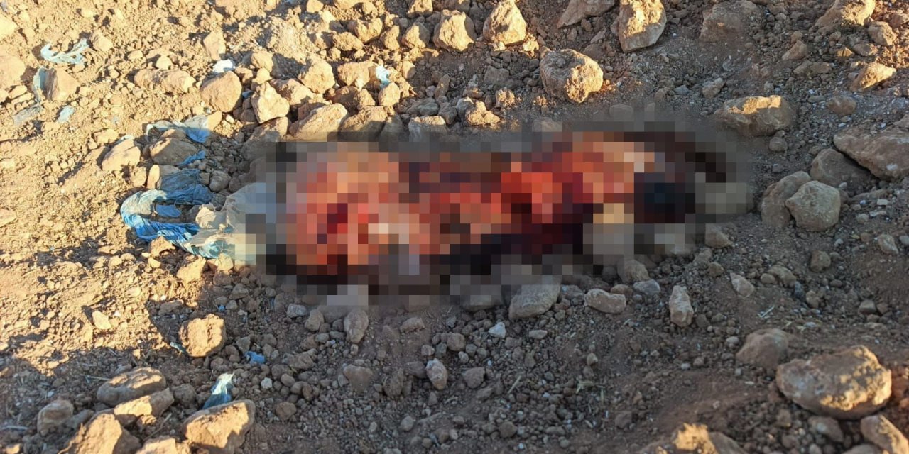 Şanlıurfa'da toprağa gömülü ceset bulundu