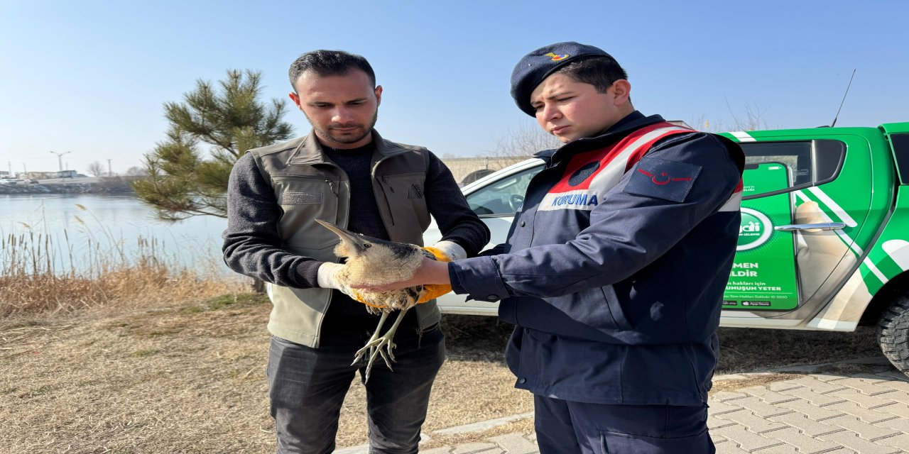 Muş’ta yaralı halde bulunan bayağı balaban kuşu koruma altına alındı