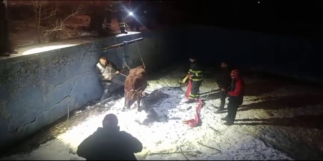 Sahibinin elinden kaçan inek, havuzda mahsur kaldı