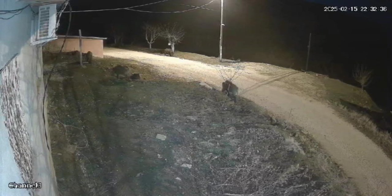 Elazığ’da yiyecek arayan domuz sürüsü köye indi