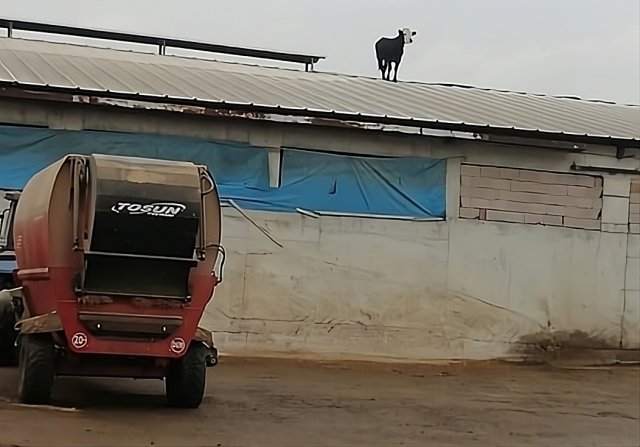 Aşıdan kaçan dana soluğu çatıda aldı
