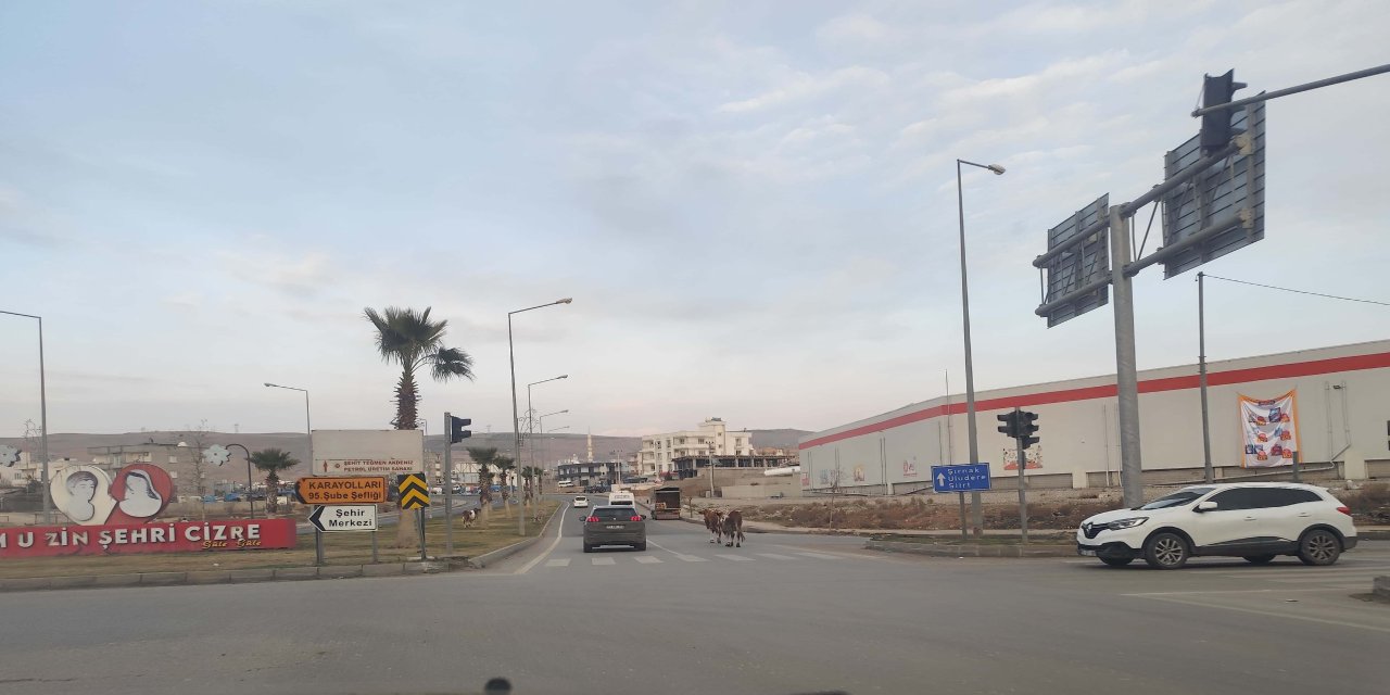 Cizre’de inekler yine sahnede