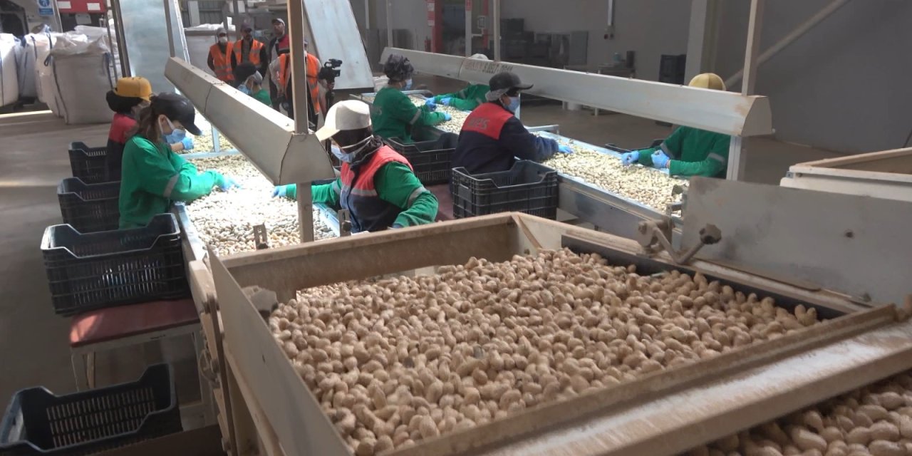 Yer fıstığı üretiminde 3’üncü sırada olan Silopi’de eleme ve paketleme tesisi kuruldu