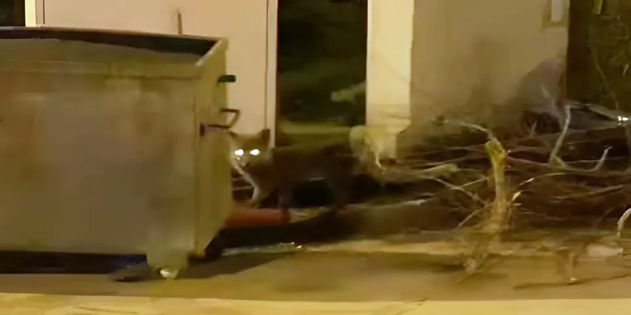 Aç kalan tilki şehir merkezine indi VİDEO