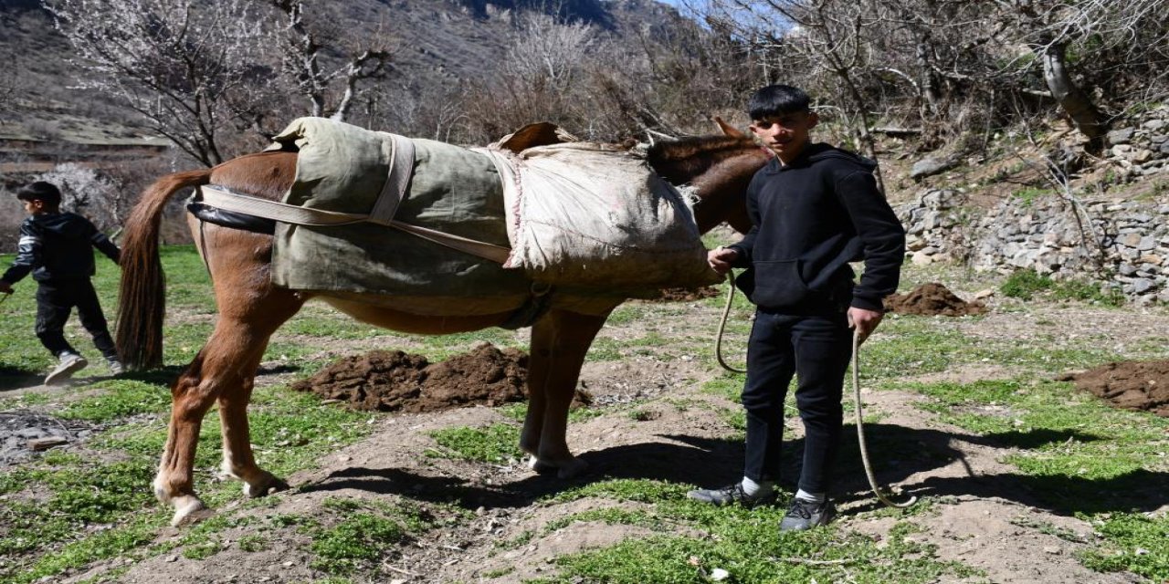 Şırnak’ta at sırtında tarlalara organik gübre taşıyorlar
