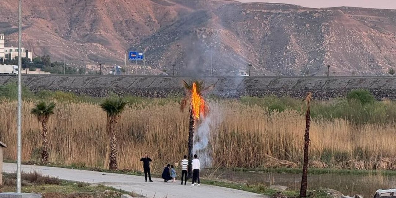 Cizre’de Dicle Nehri Kenarındaki ağaçların ateşe verilmesi tepki topladı