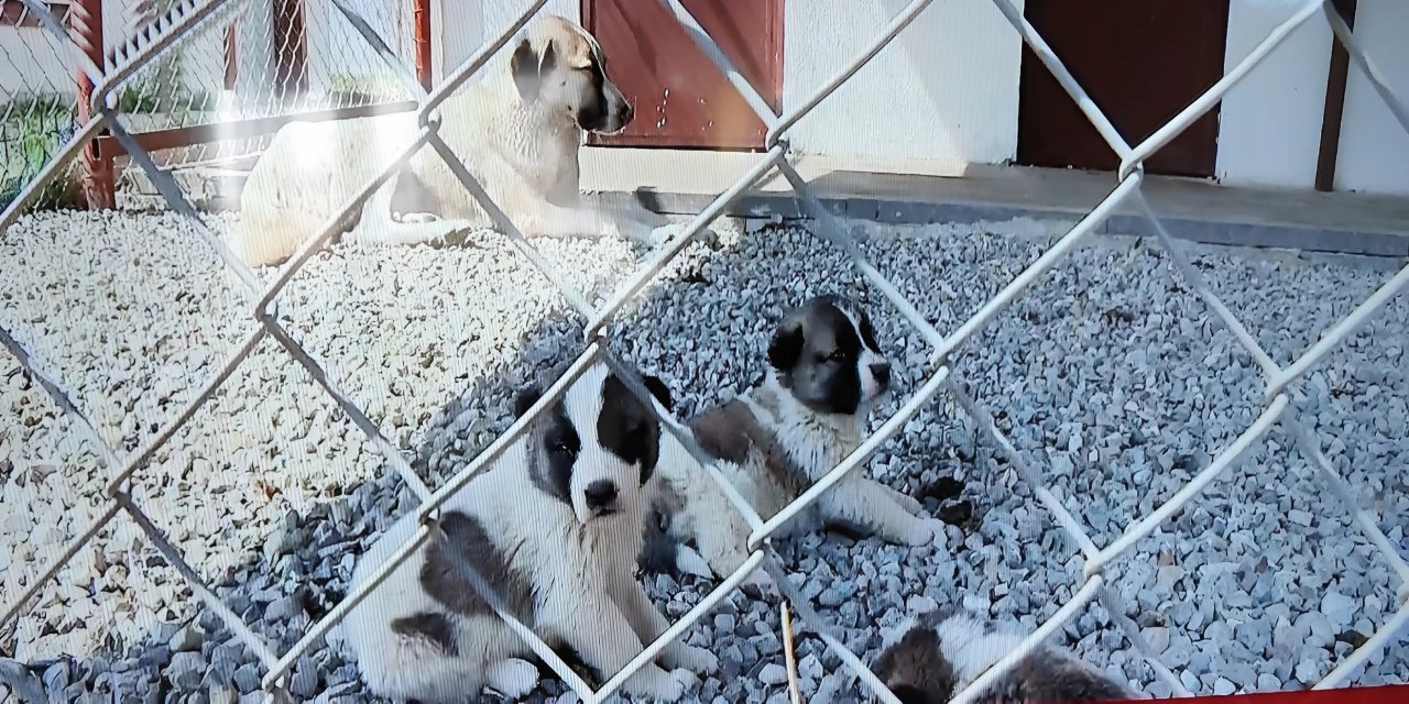 Batman’da Sokak Köpekleri İçin Çığır Açan Barınak Projesi Başlatıldı!