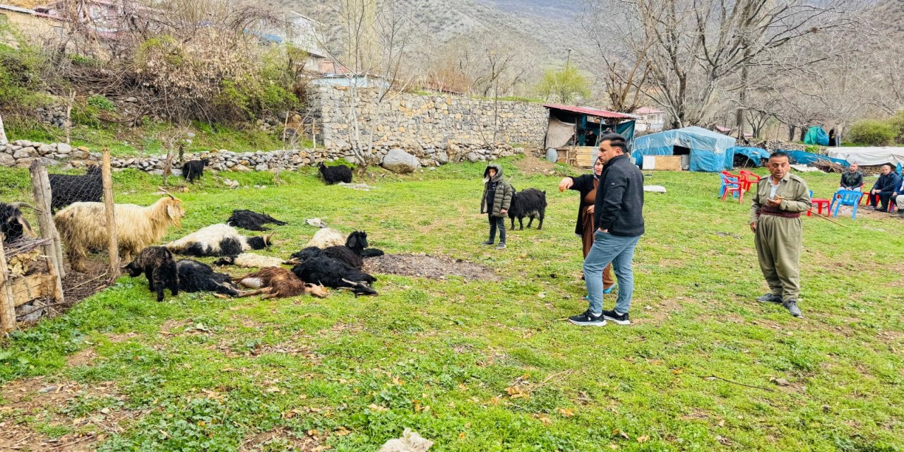 Şırnak’ta sokak köpekleri ağıldaki 18 keçiyi telef etti