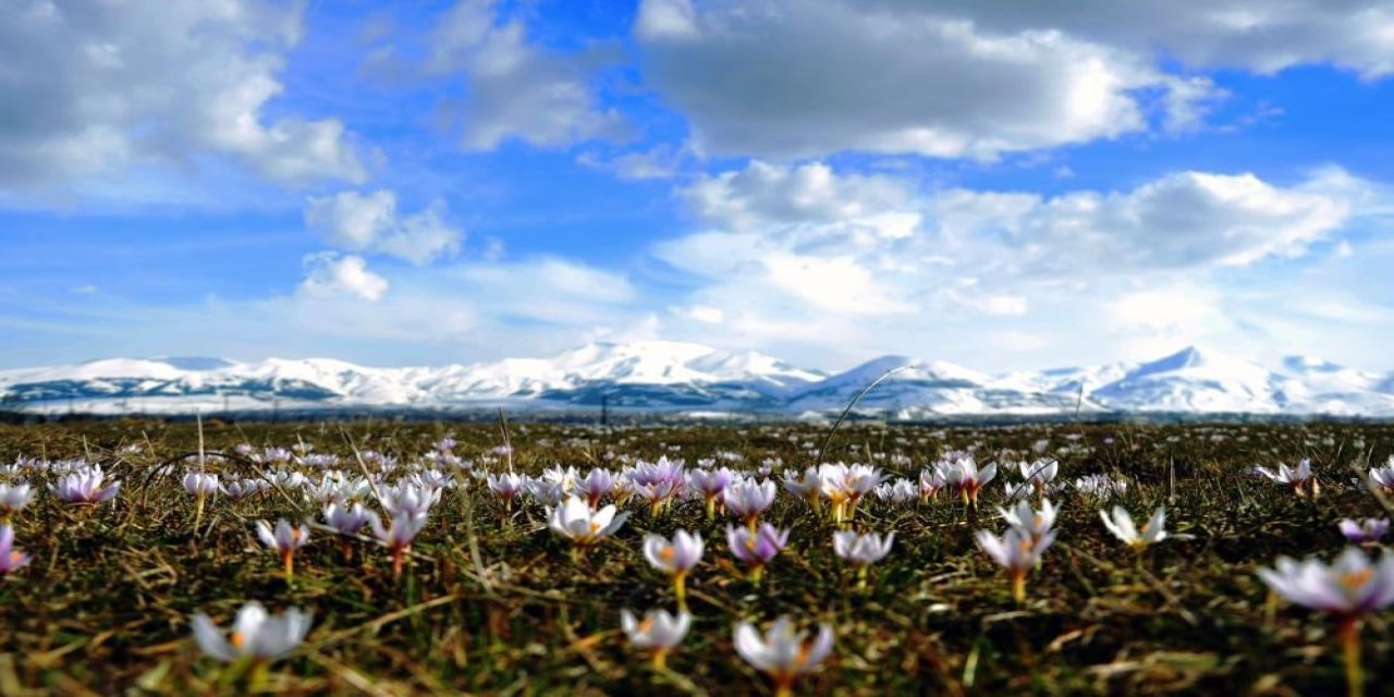 Erzurum Ovası’nda baharın çiçekleri açtı