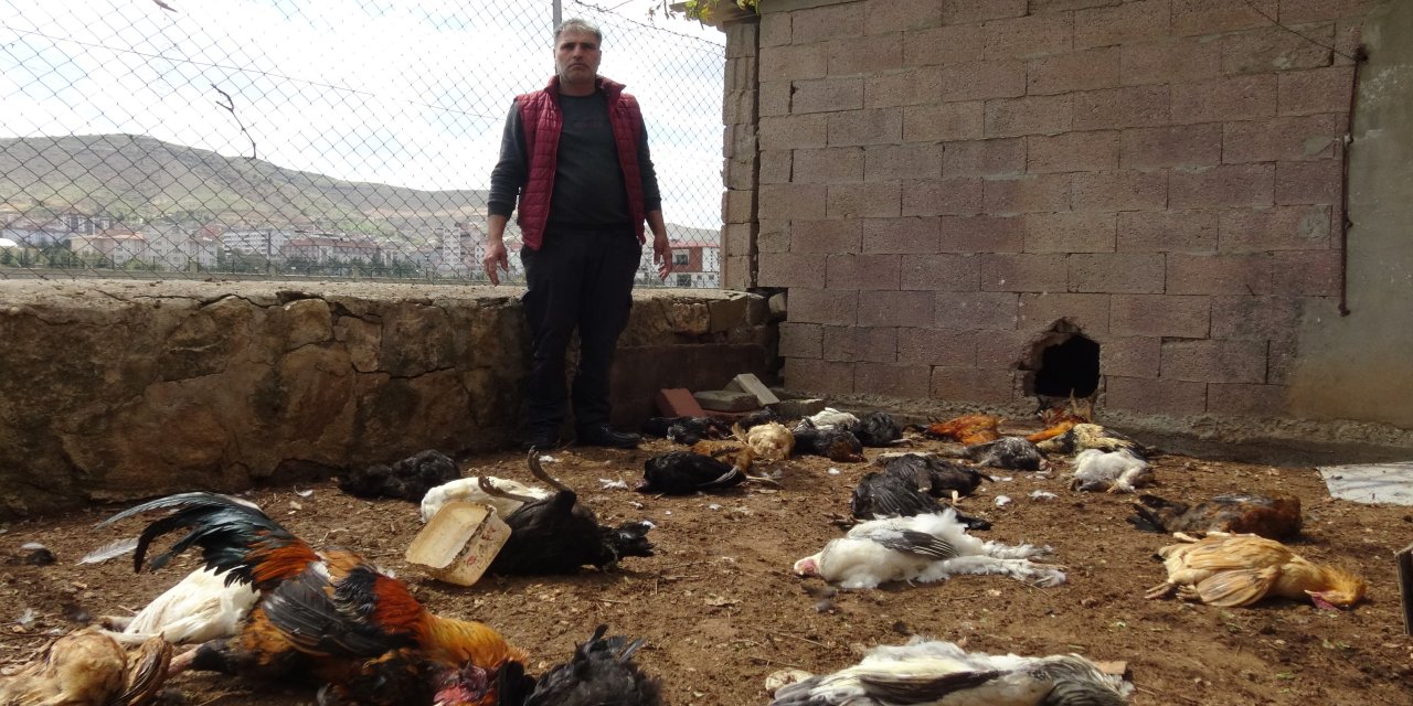 Yırtıcı Hayvan Kümeste 80 Tavuğu Telef Etti