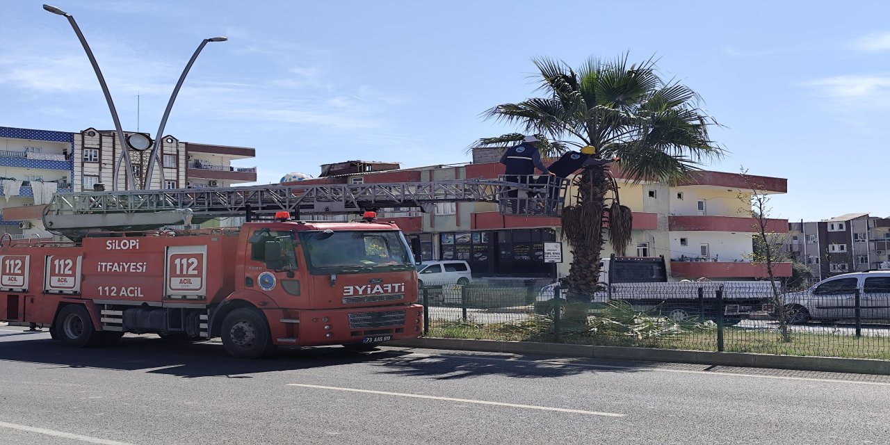 Silopi’de Yaz Öncesi Palmiye Ağaçlarına Bakım Yapıldı