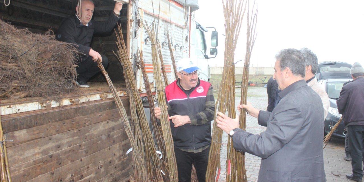 Muş’ta çiftçilere 6 bin 150 adet ceviz fidanı dağıtıldı