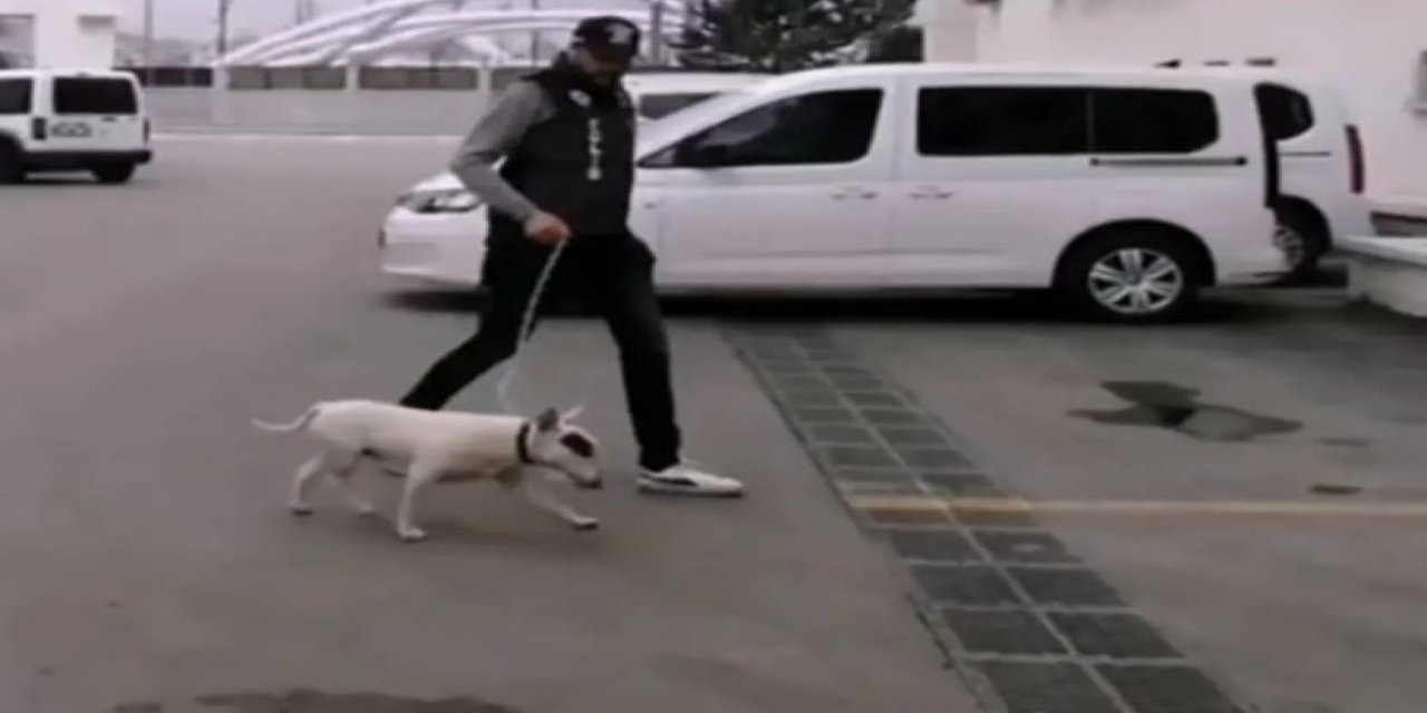 10 bin Euro değerindeki köpeği çalan şüpheli tutuklandı