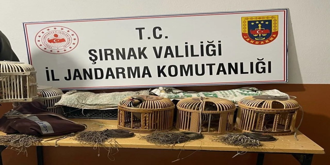 Cizre’de Jandarmadan Keklik Operasyonu: 21 Kınalı Keklik Koruma Altına Alındı