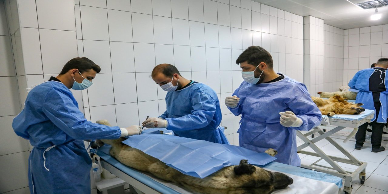 Üniversite öğrencileri hayvan bakım evinde uygulamalı eğitim alıyor