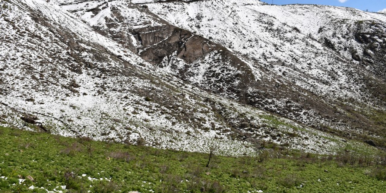 Şırnak'ta Kar, yeşeren bitkileri vurdu