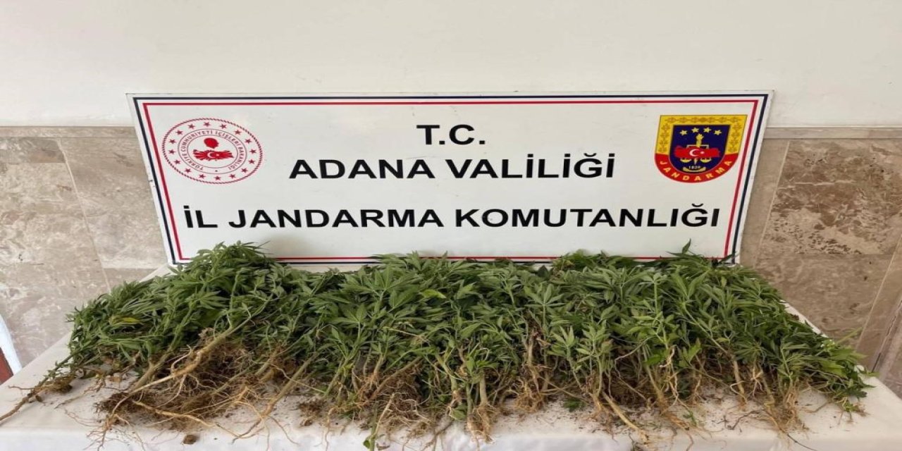 Adana'da 712 kök Hint keneviri ele geçirildi