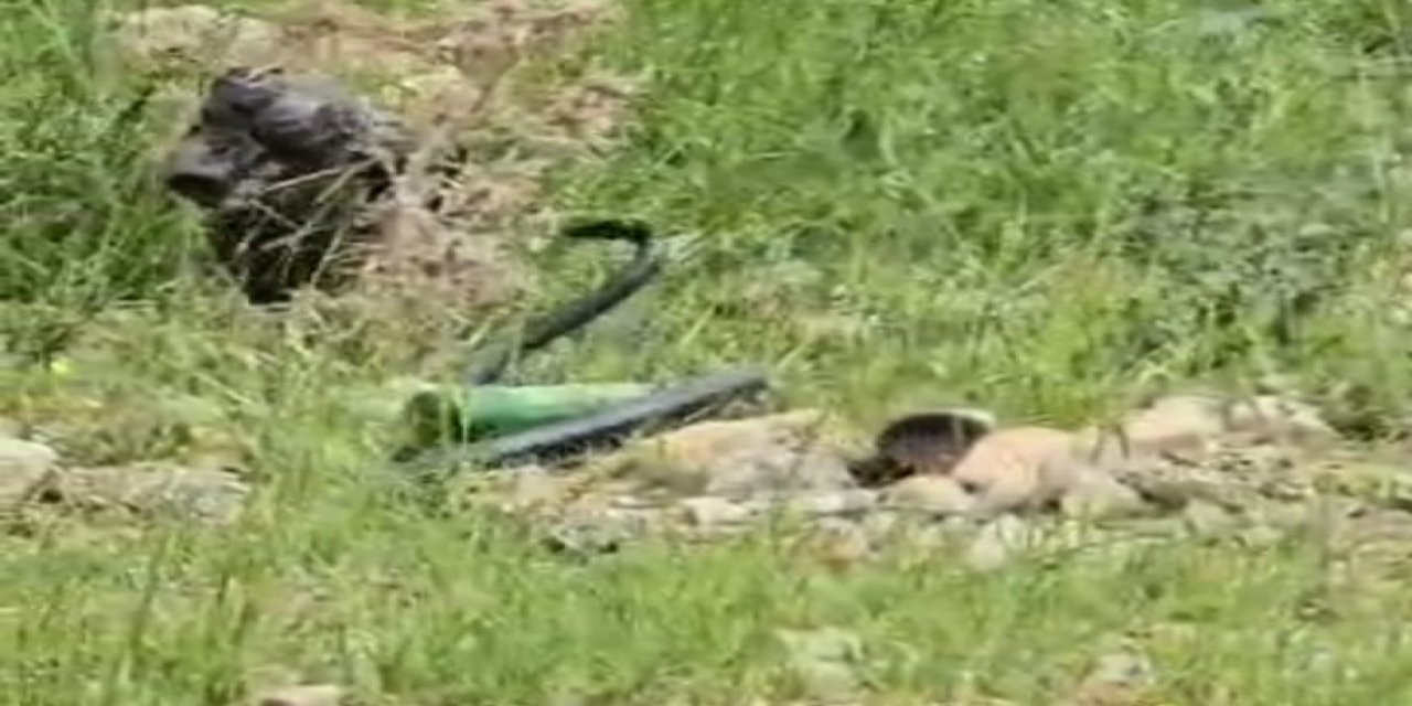 Şırnak'ta Odunların Arasından 2 Metrelik Dev Yılan Çıktı! O Anlar Kamerada