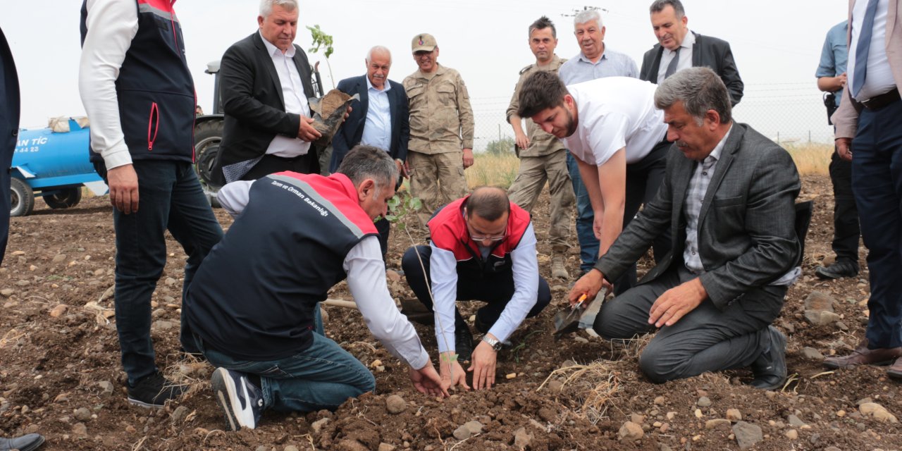 Kaymakam Sahip çıkıyor, Cizre Fıstıkçılık Merkezine dönüşüyor