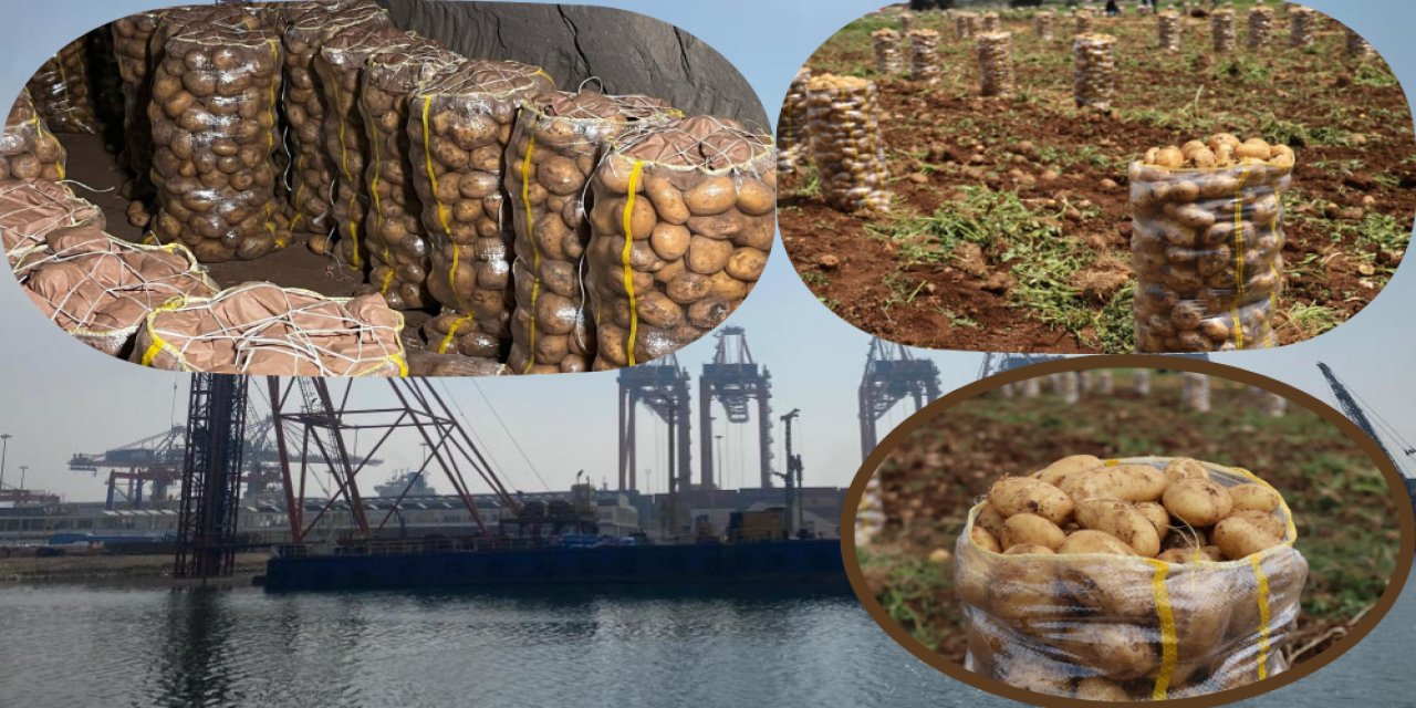 2 Bin Ton Patates Virüslü Çıktı: Türkiye İade Etti, Yerli Üretim Yeterli!