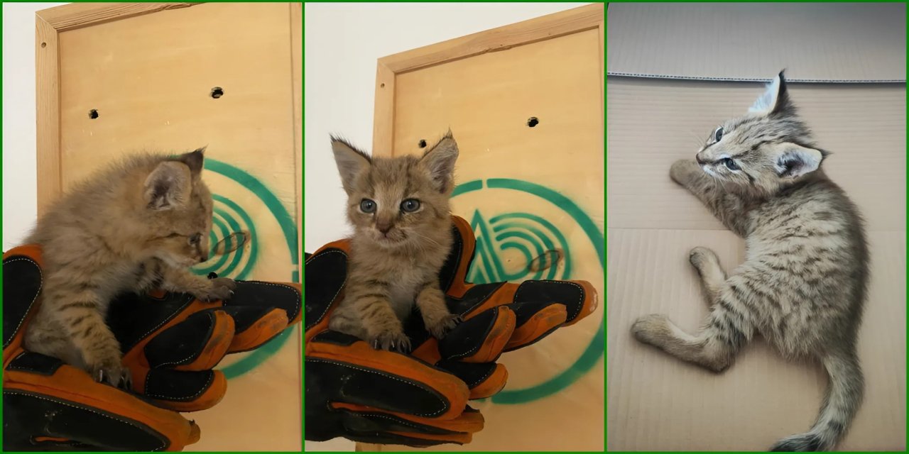 Şırnak’ta Hudut Karakolunda Nadir Saz Kedisi Yavrusu Bulundu