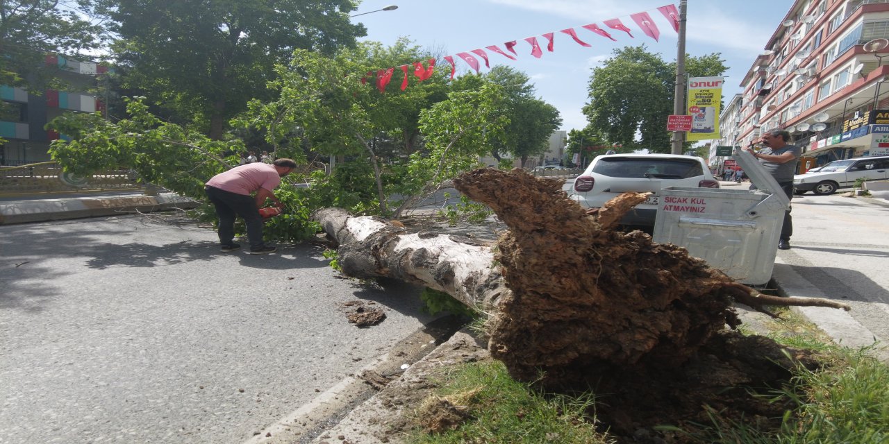 Edirne'de devrilen ağaç yolu trafiğe kapattı