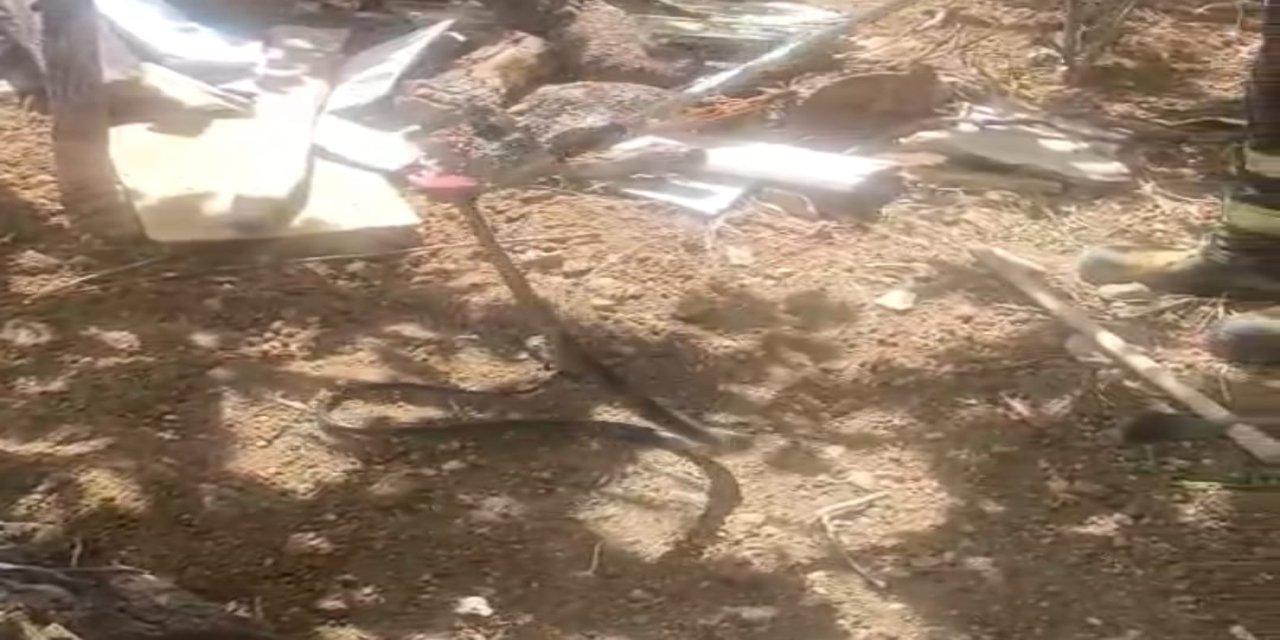 Şırnak'ta Dev Yılan Görüldü! İşte O Görüntüler