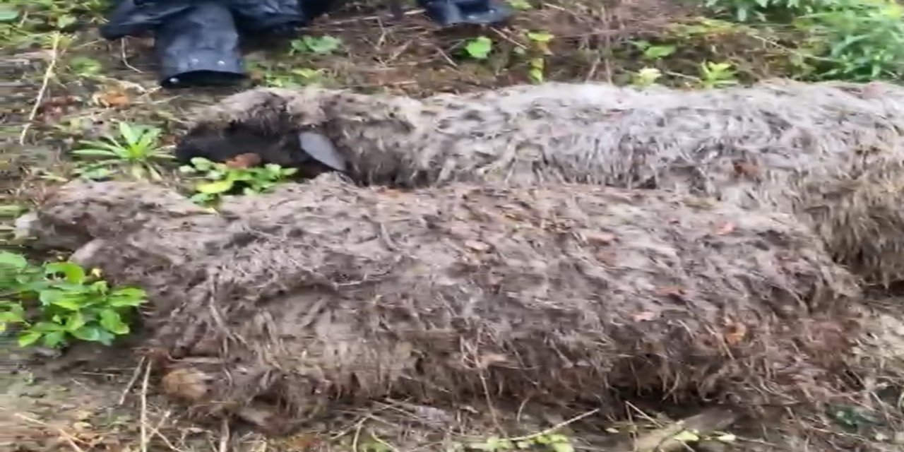Tokat’ta sele kapılan 25 küçükbaş hayvan telef oldu