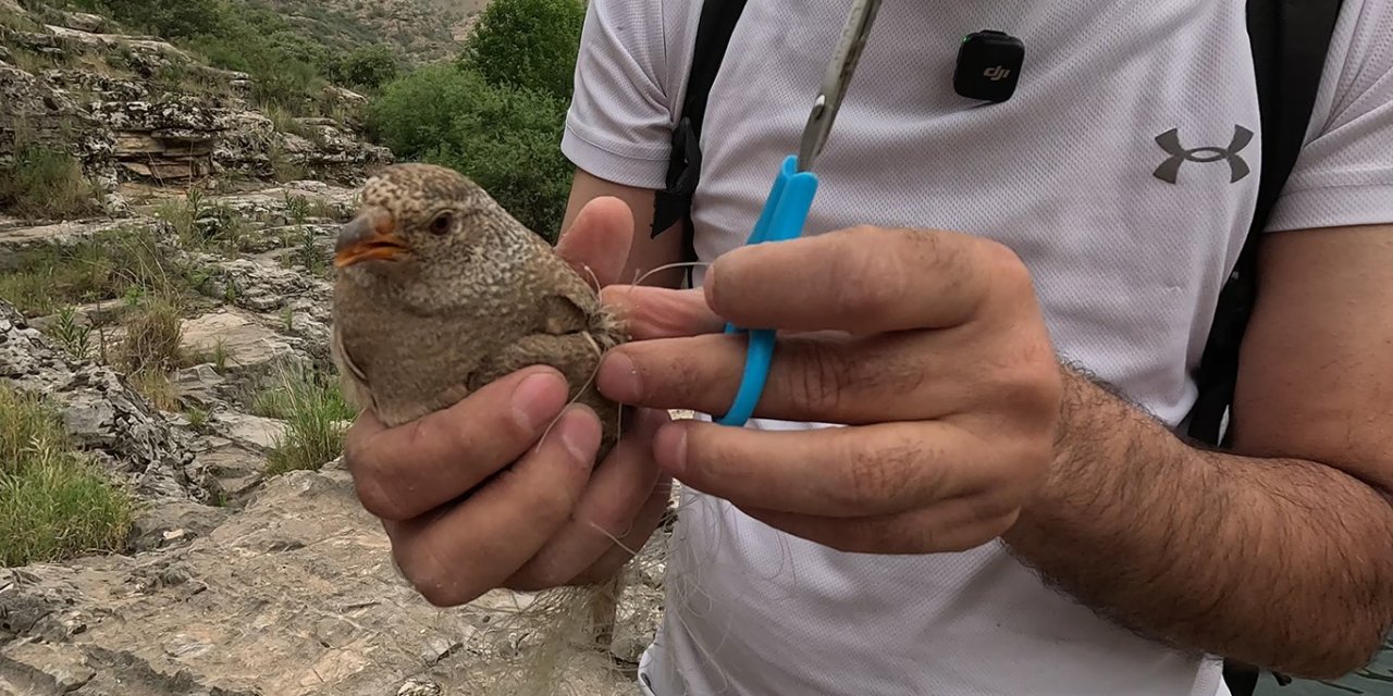 Ağlara takılan Kum Kekliğini Cizreli Doğa Fotoğrafçısı kurtardı