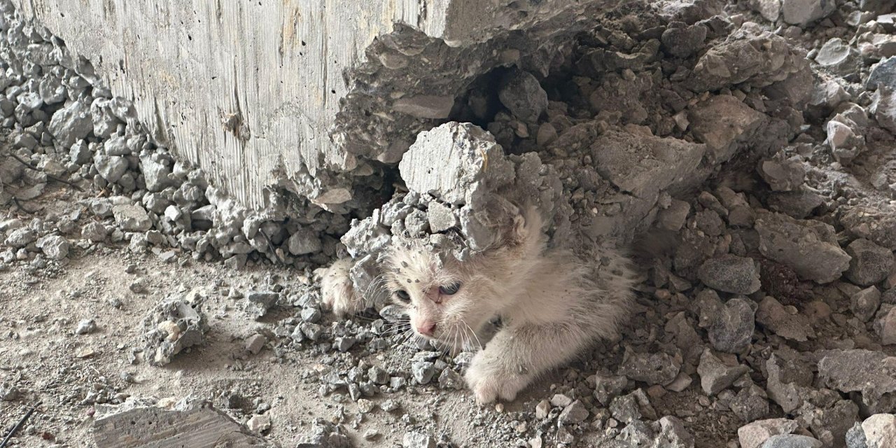 Beton Kalıpta Mahsur Kalan Yavru Kedi İtfaiye Tarafından Kurtarıldı