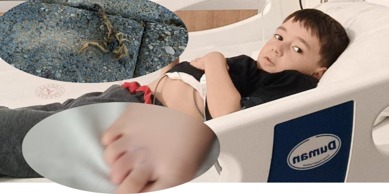 Şırnak’ta Zehirli Akrep 6 Yaşındaki Çocuğu Soktu