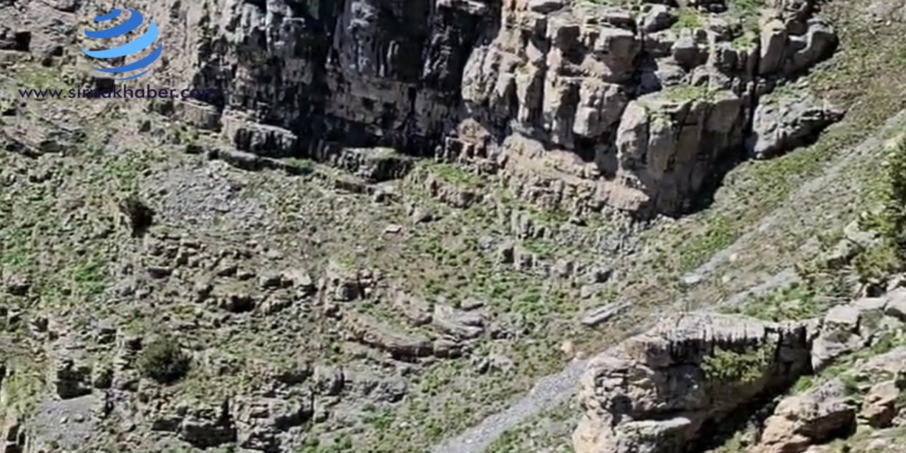 Şırnak’ta Ayı Ve Yavrusu Görüntülendi