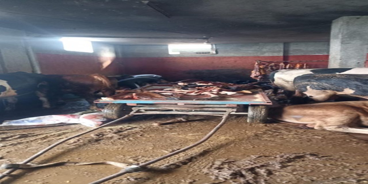 Adana'da 2,5 ton at eti ele geçirildi