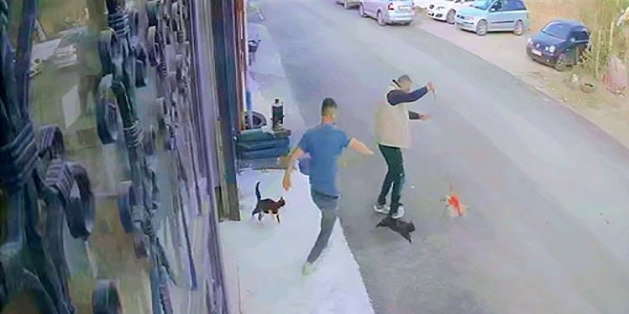 Güvenlik Kamerası Kaydetti: Erzurum'da Köpeğe Saldıran Çılgın Kediler Şaşırttı!