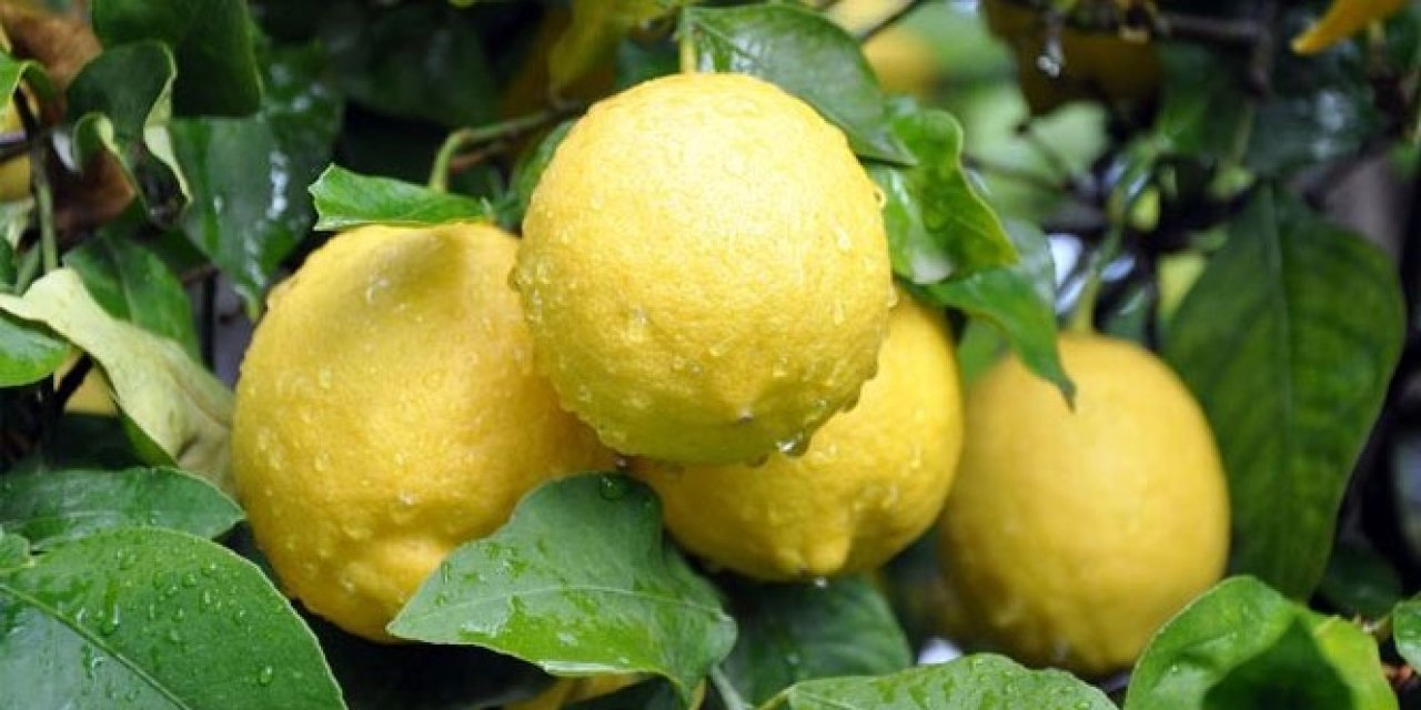 Sofranızdan Limonu Eksik Etmemek İçin 4 Süper Neden!