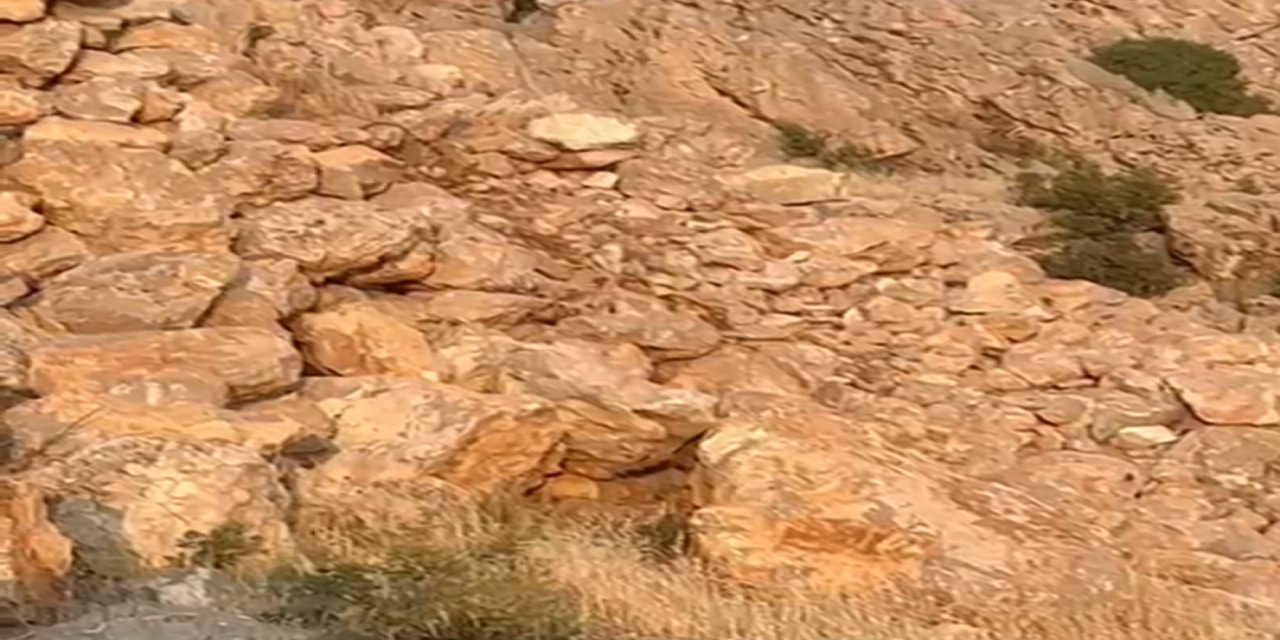 Şırnak'ta Tilki Oyunu Kamerada