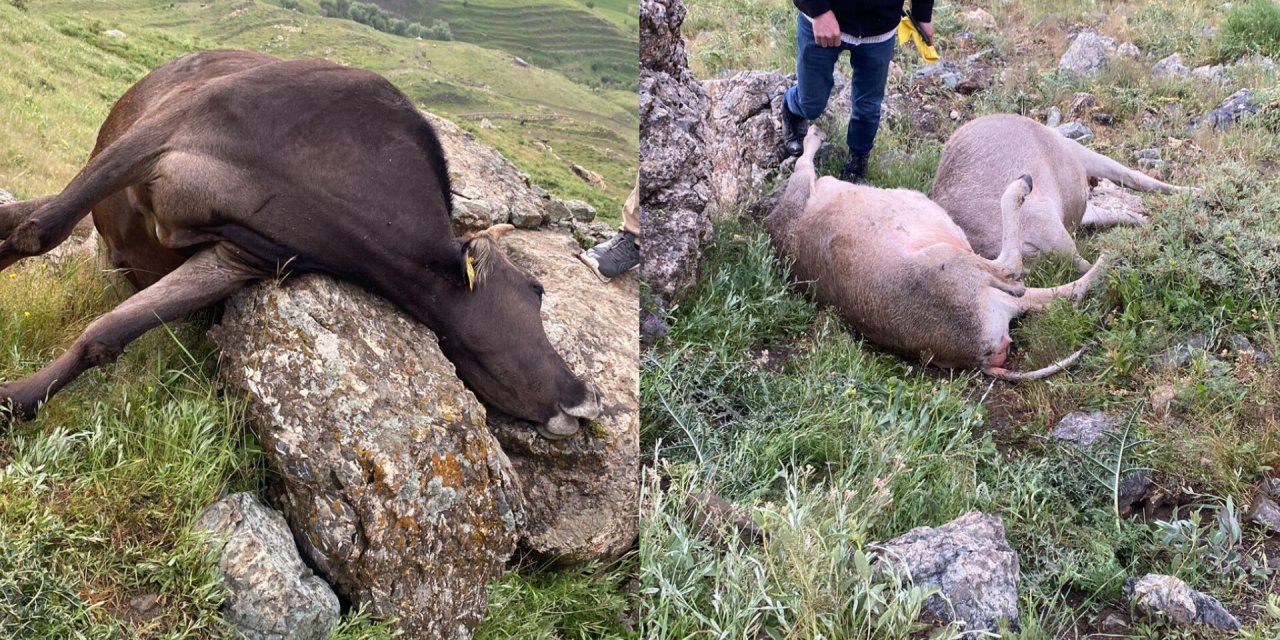 Hakkari'ye yıldırımın düştü, 3 hayvan telef oldu