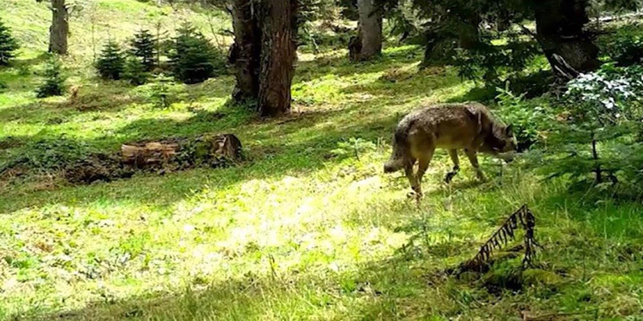 Nesli tükenmekte olan Bozkurt, böyle görüntülendi