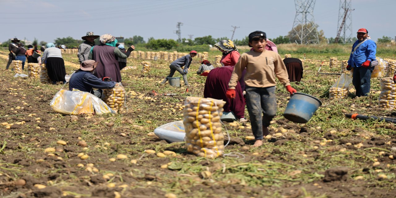 Tarladan Sofraya Patates Şöleni: Fiyatlar Yarı Yarıya Düştü!