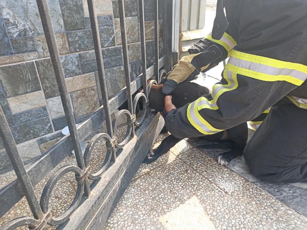 Arsuz’da kafasını korkuluğa sıkıştıran köpeği itfaiye kurtardı