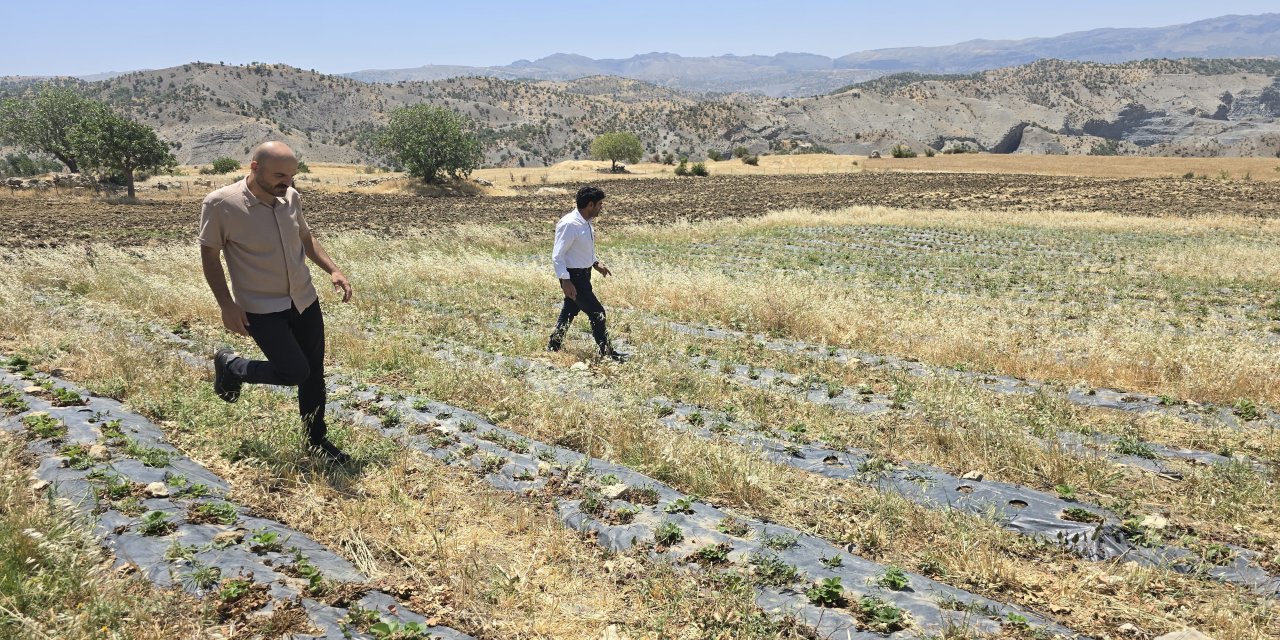 Şırnak'ta GAP Destekli Çilek Bahçeleri Kuruluyor!