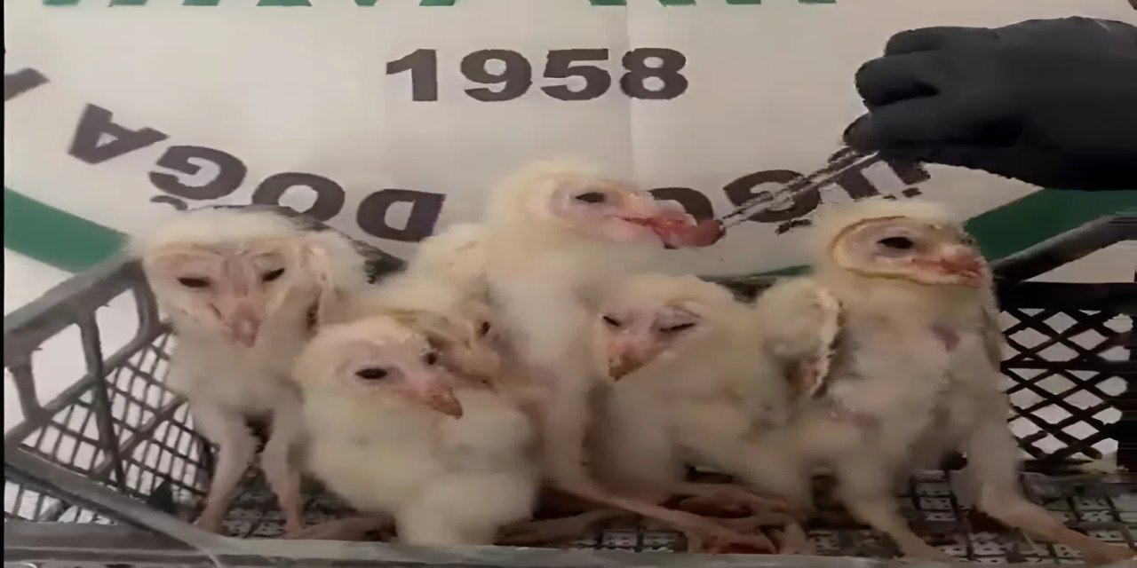 Minik Peçeli Baykuşlar Silopi'de Kurtarıldı