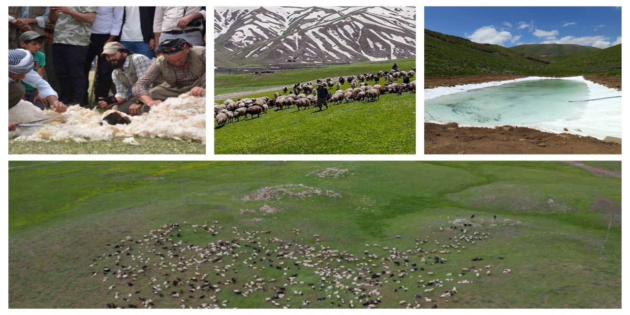 Şırnak Yaylaları Berivanlarla Şenlendi