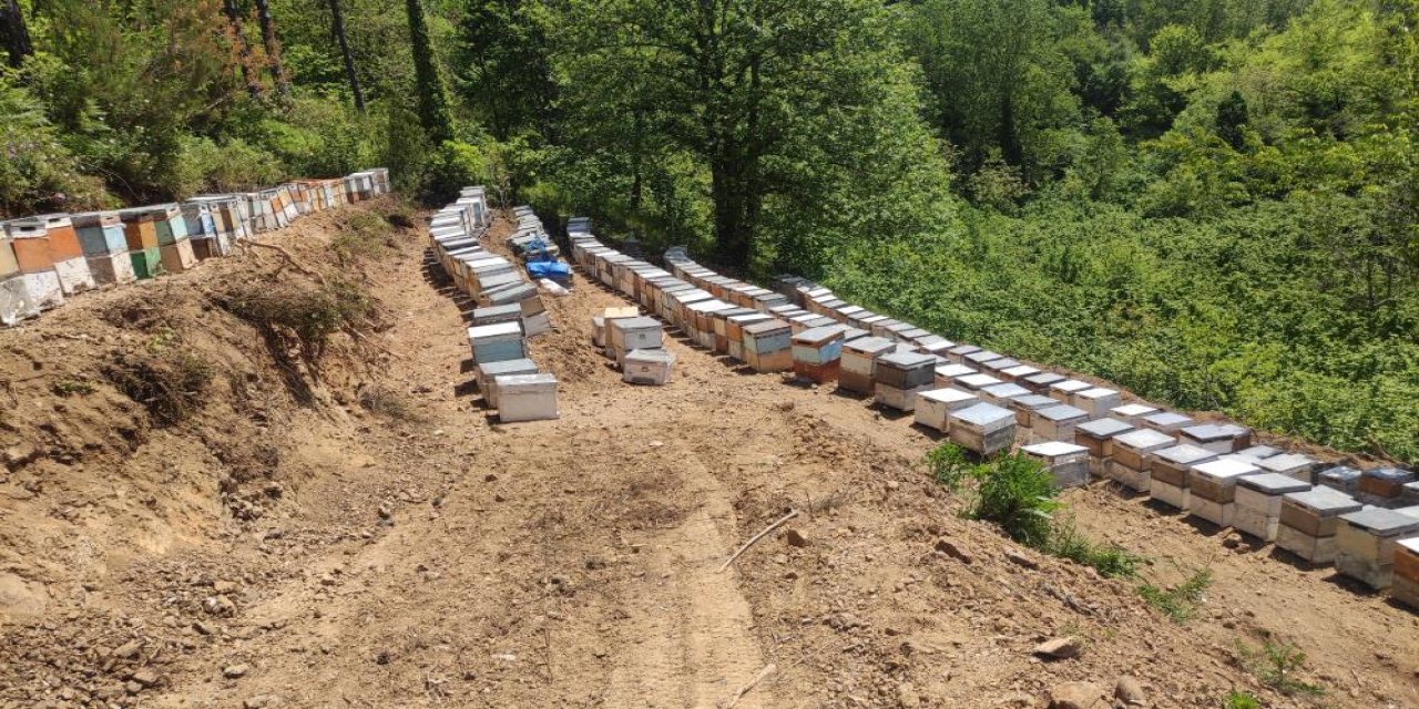 Kastamonu'da 56 arı kovanı zehirlendi: 1 milyona yakın arı telef oldu