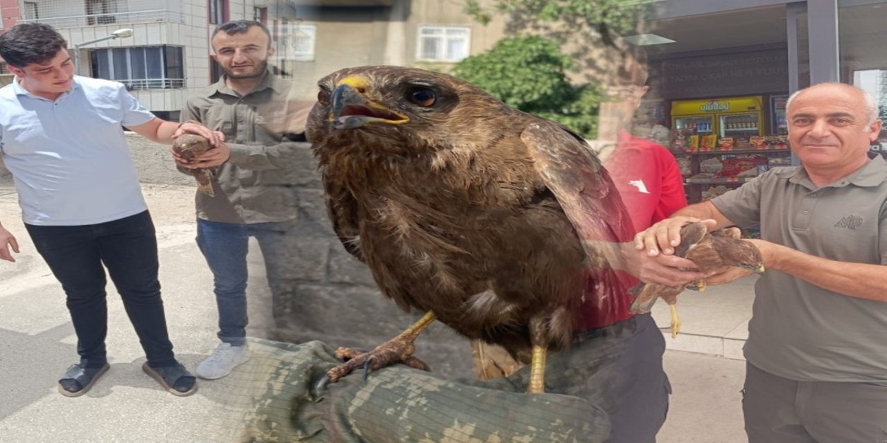Şırnak'ta Yaralı Şahinler Tedavi Altına Alındı